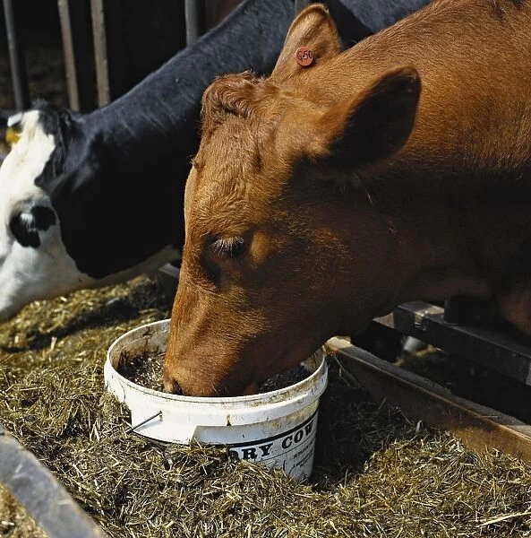 Dairy cow feeding from bucket in barn
