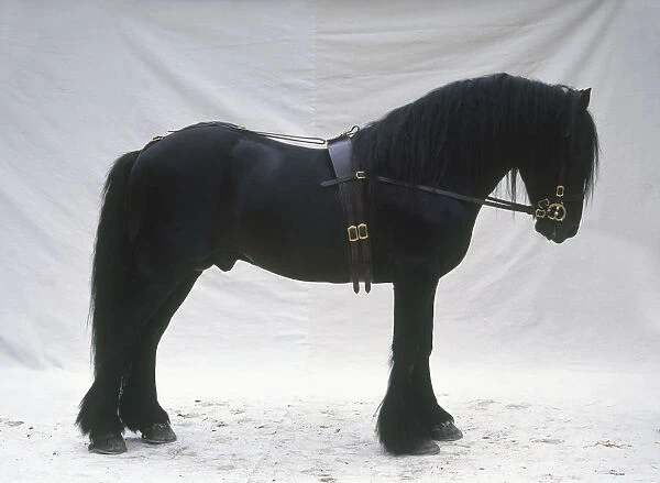 Dales pony wearing a bridle attached to a girth by the reins, standing, side view