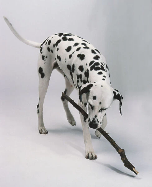 Dalmatian dog with stick in its mouth