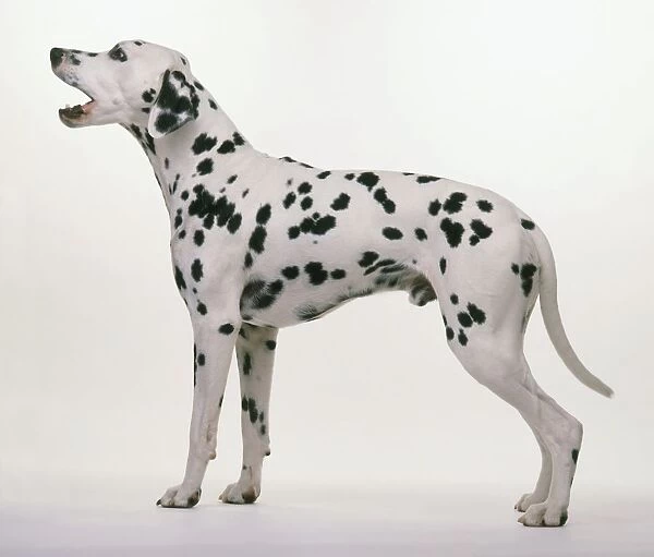 Dalmatian standing, barking