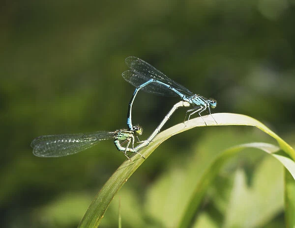 Two damselflies mating on a reed