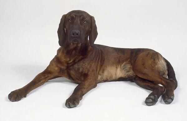 A dark-colored Hanoverian mountain hound lying down with its forelegs outstretched