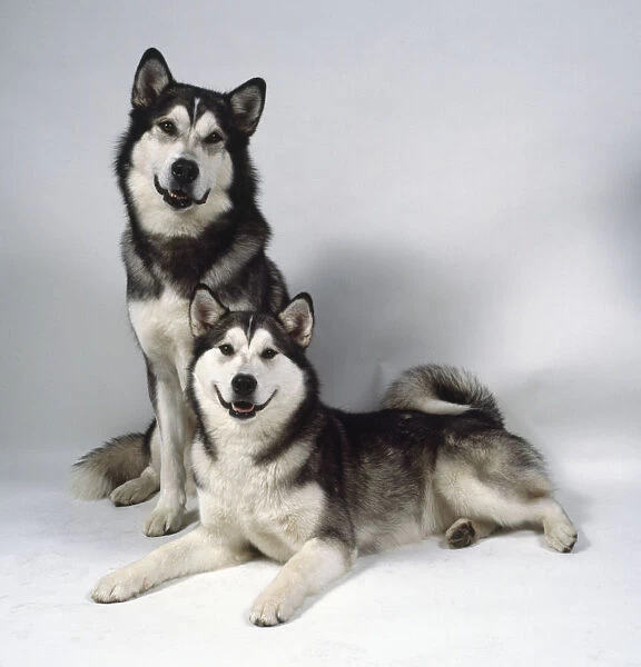 Two dark gray and white Alaskan malamutes with their thick black and white luxuriant coats