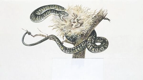 Dark green snake (coluber viridiflavus) attacking young birds in nest, illustration