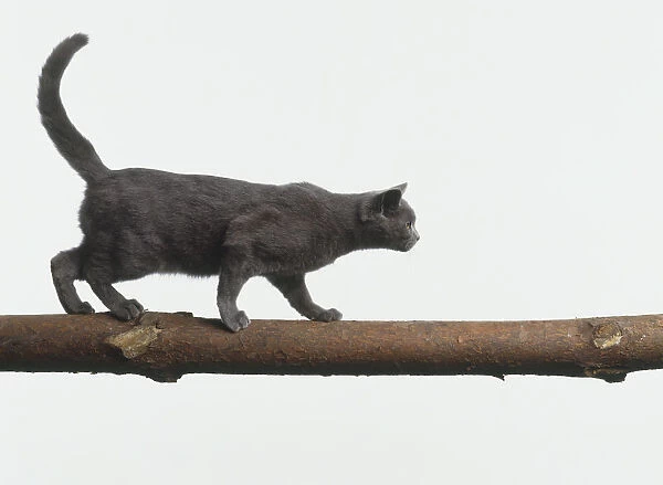 Dark grey cat walking along a branch, side view