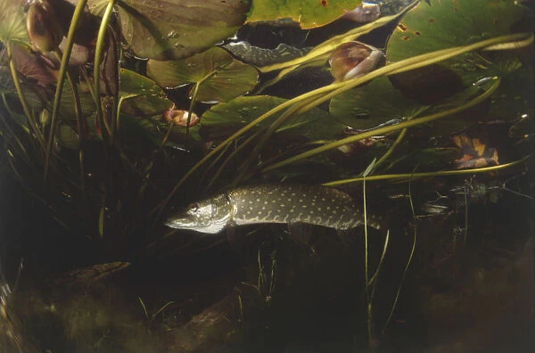 Dark underwater shot of a drifting pike fish close to the surface where the bottom of liilypads can be seen