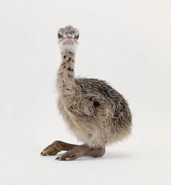 Three day old Ostrich (Struthio camelus) chick with large feet and long neck
