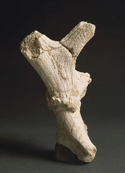 Deer bone, from Liguria Region, Italy