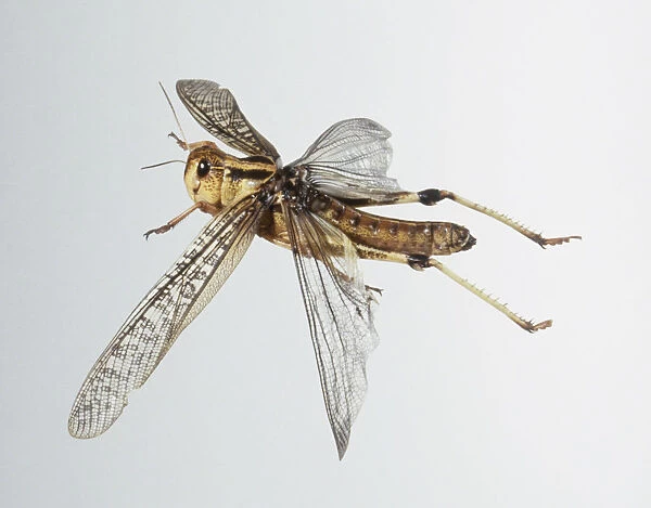 Desert Locust (Schistocerca gregaria) in flight, side view, close up