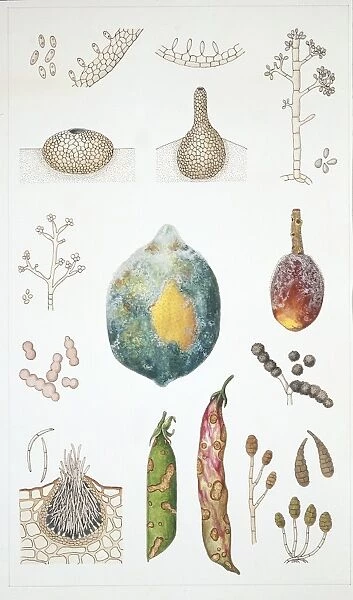 Deuteromycota, illustration
