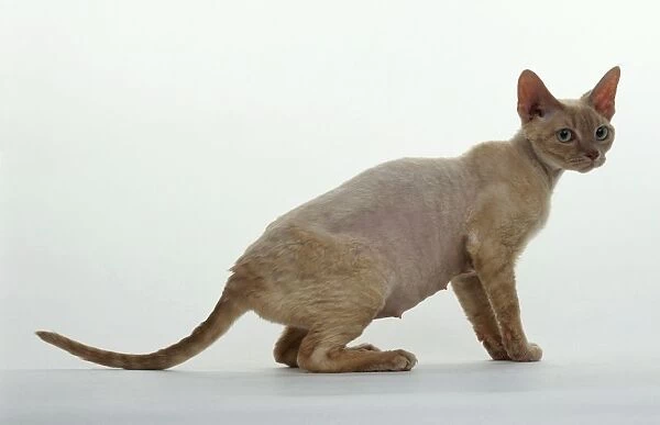 Devon Rex cat, side view