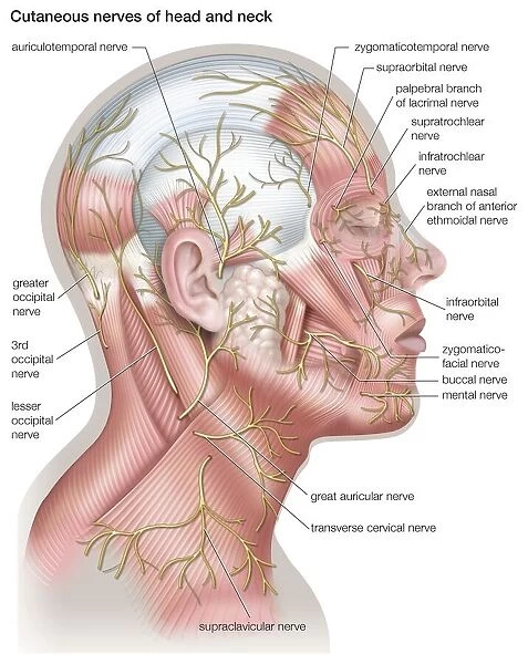 Diagram of the cutaneous nerves of the head and neck