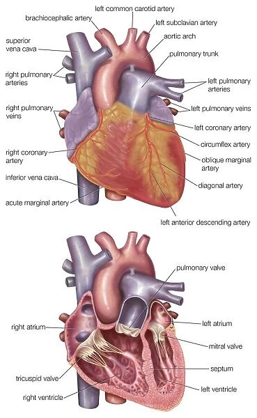 Diagram showing the exterior and a cross-section of the human heart