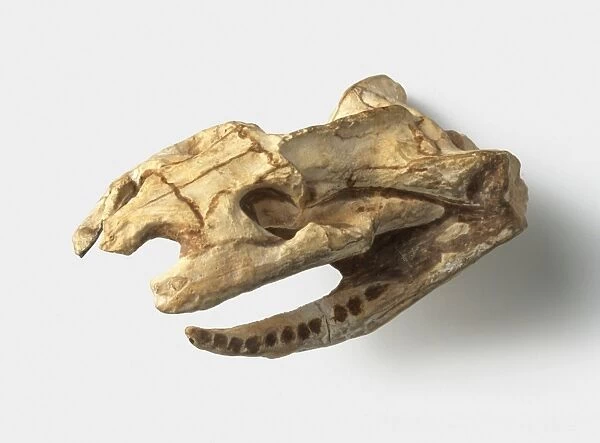 Diapsid - Dinilysia: Skull and lower jaws