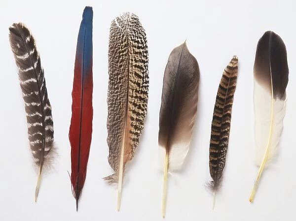 Six different birds feathers