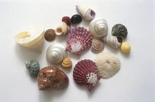 Different shells shapes and colours