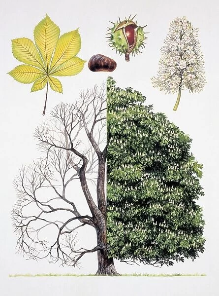 Different stages of a common horse-chestnut tree