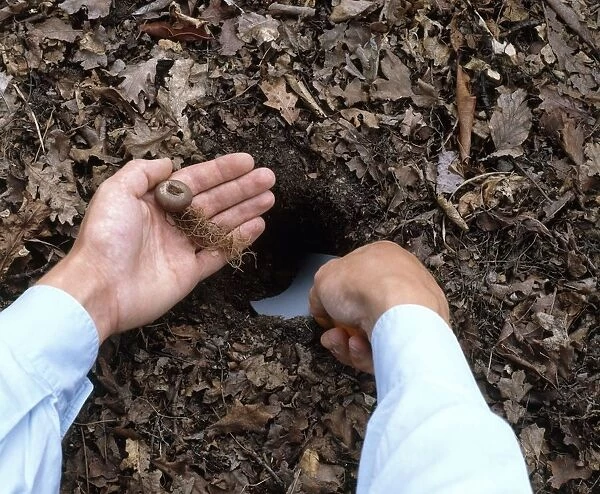 Digging hole to plant a cyclamen tuber, using a trowel, close-up