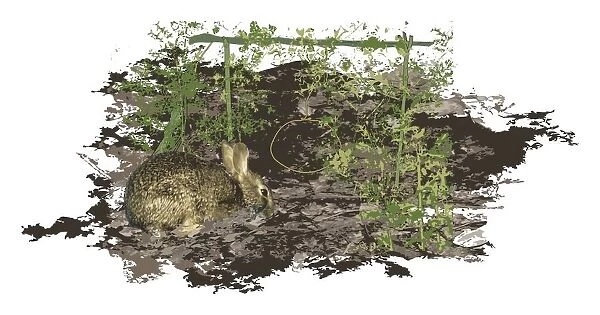 Digital composite illustration of rabbit near improvised snare