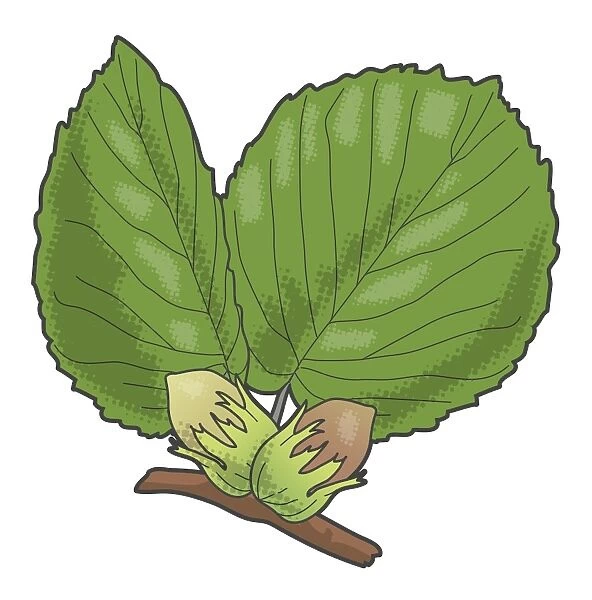 Digital illustration of Corylus (Hazel), green leaves and nuts on stem
