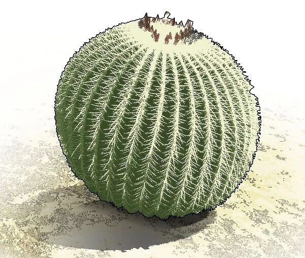 Digital illustration of edible Barrel cactus