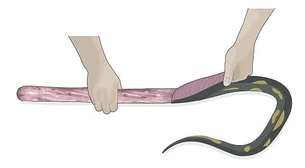 Digital illustration of showing hands peeling back skin of decapitated snake