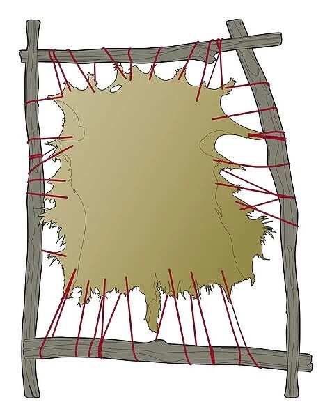 Digital illustration of tanning hide stretched on improvised frame made from branches