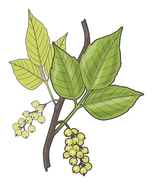 Digital illustration of Toxicodendron radicans (Poison ivy), green leaves and berries on stem