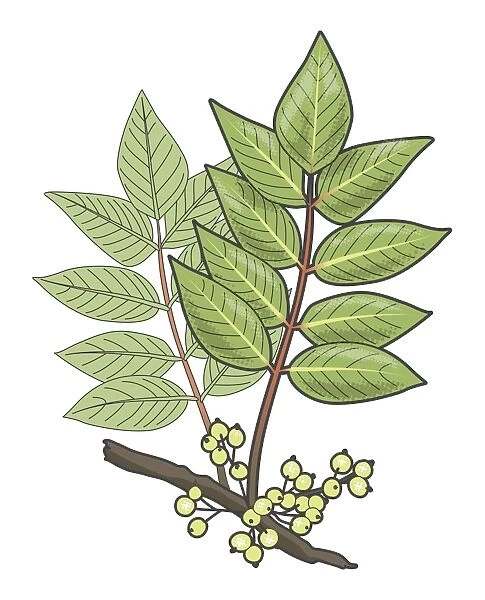Digital illustration of Toxicodendron vernix or Rhus vernix (Poison Sumac), leaves and berries on stem