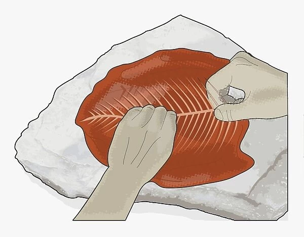 Digital illustration of using hands to bone fish on rock outdoors