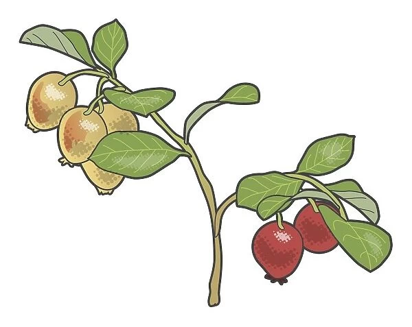 Digital illustration of Vaccinium vitis-idaea (Cowberry), green leaves and fruit on stem