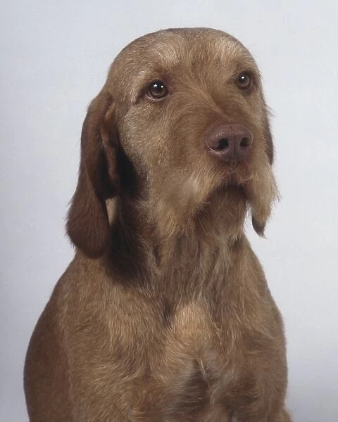 A dignified wire-haired Hungarian vizsla with a short bristly beard and long drooping ears, head only
