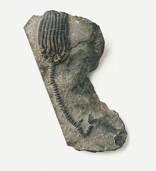Dimerocrinites, a type of sea lily, fossilised in limestone, middle Silurian era