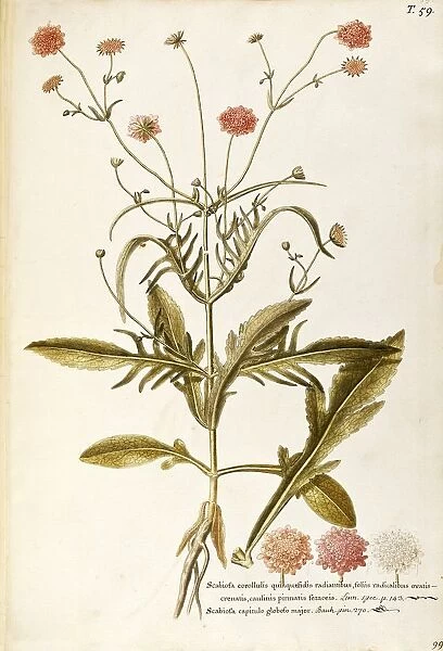 Dipsacaceae, Dove Pincushion (Scabiosa Columbarium). Herbaceous perennial plant for flower beds, spontaneous in Italy, by Francesco Peyrolery, watercolor, 1765