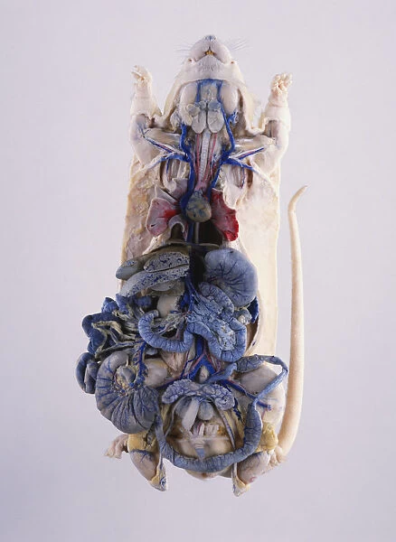 Dissected lab rat with intestines revealed, view from below