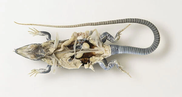 Dissected lizard with intestines revealed, view from below