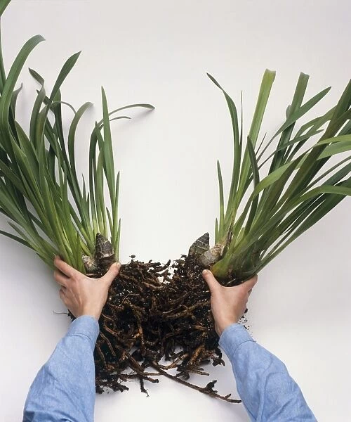 Dividing plant by separating it into sections using hands