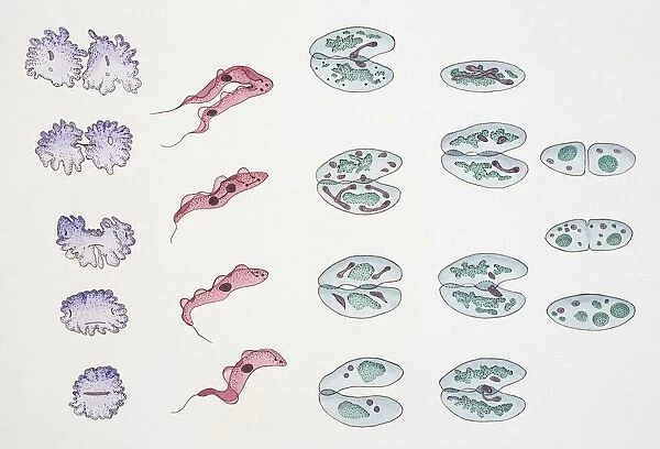 Division of Protozoa cells, illustration