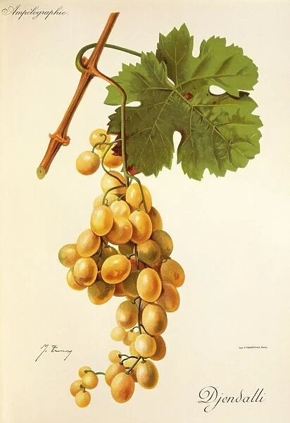 Djendalli grape, illustration by J. Troncy