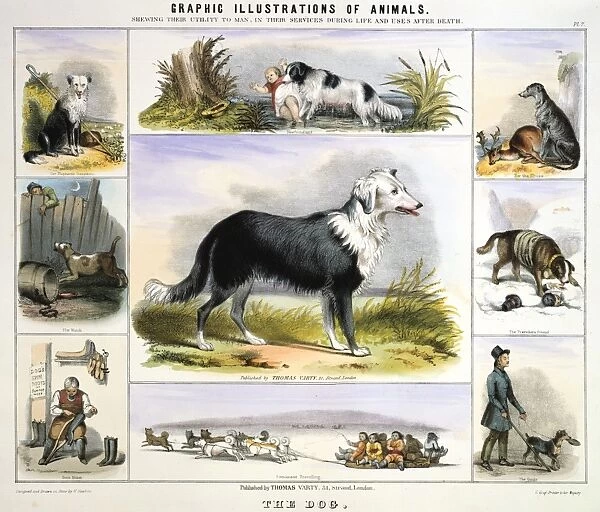 The Dog: Collie sheepdog: Newfoundland for water rescue: Deerhound for hunting: St