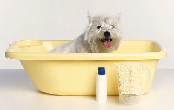 Dog sitting in plastic bath, flannel and soap bottle nearby