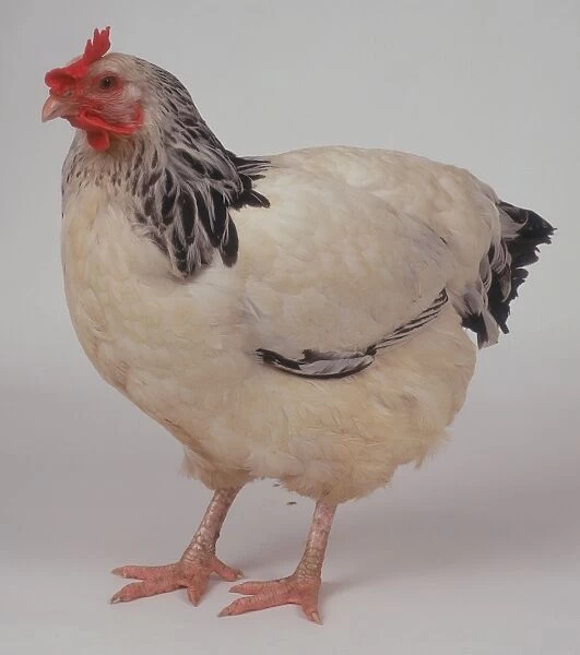 Domestic Chicken (Gallus gallus), side view