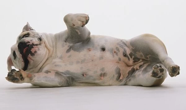 Domestic Dog, Canis familiaris, white female Bulldog lying on its side