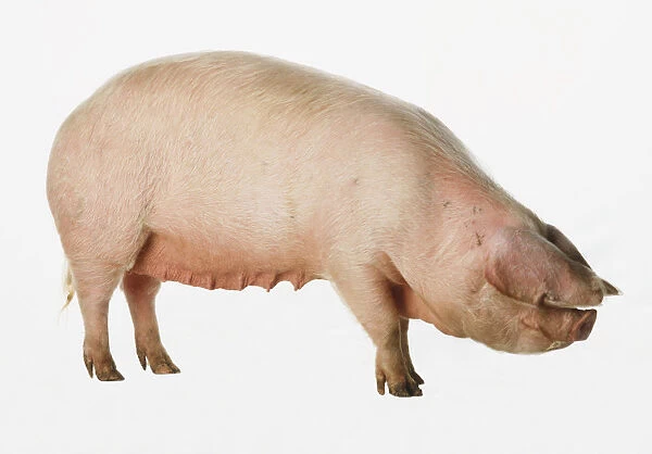 A Domestic Pig (Sus scrofa domestica), standing, side view