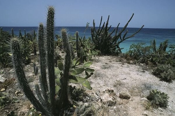 Dominican Republic, Jaragua National Park, Cabo Rojo, cactus
