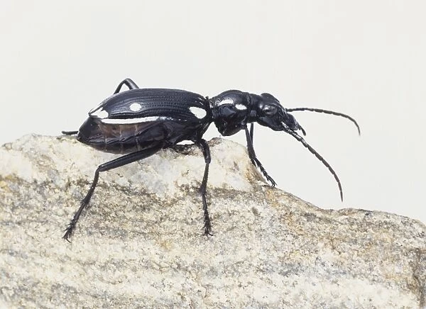Domino Beetle, Anthia duodecimguttata, on a stone