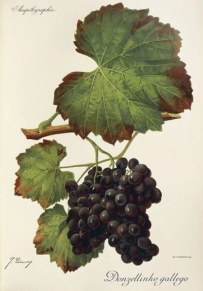 Donzellinho gallego grape, illustration by J. Troncy