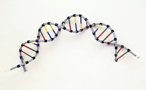 Double Helix of Human DNA