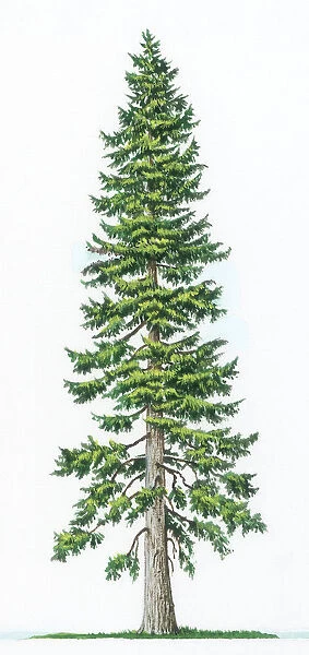 A Douglas fir tree (Pseudotsuga menziesii) which is native to western North America and was named after the Scottish 19th century botanist, David Douglas
