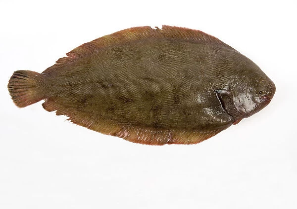 Dover sole on white background